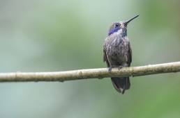 Brown Violetear (Colibri delphinae)