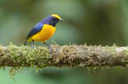 Orange-bellied Euphonia (Euphonia xanthogaster)