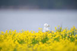 Fiskemåke - Mew gull (Larus canus)