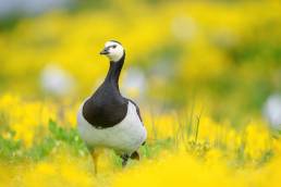 Hvitkinngås - Barnacle goose (Branta leucopsis)