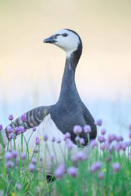 Hvitkinngås (Branta leucopsis)