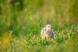 Hvitkinngås (Branta leucopsis)