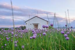 Gressløk (Allium schoenoprasum)