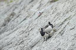 Hvitkinngås - Barnacle goose (Branta leucopsis)