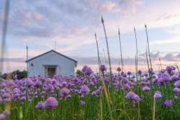 Gressløk - Chives (Allium schoenoprasum)