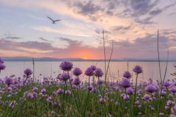 Gressløk - Chives (Allium schoenoprasum)