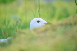 Fiskemåke - Mew gull (Larus canus)