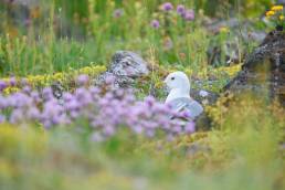 Fiskemåke (Larus canus)