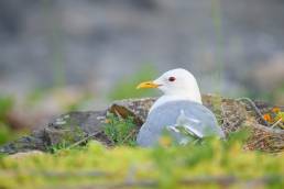 Fiskemåke (Larus canus)