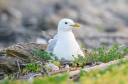 Fiskemåke (Larus canus)