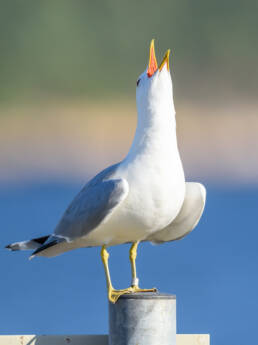 Fiskemåke (Larus canus)