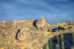 Fiskemåke - Mew gull (Larus canus)