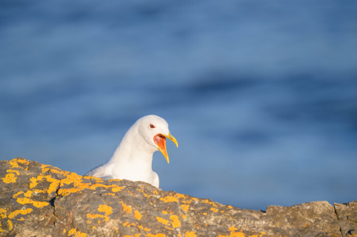 Fiskemåke (Larus canus)