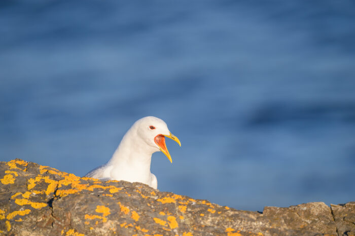 Fiskemåke (Larus canus)