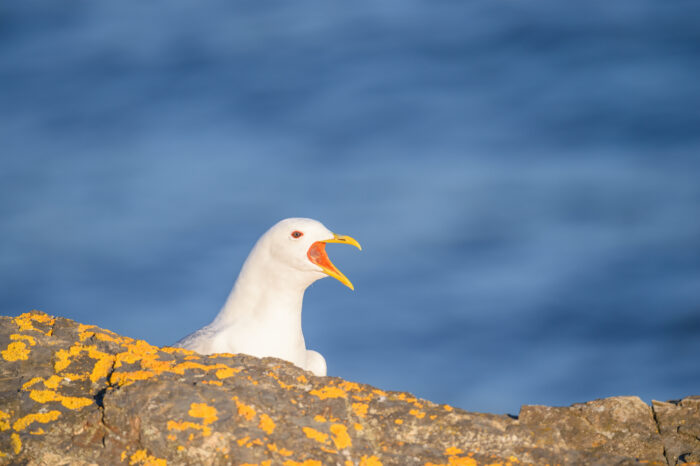 Fiskemåke (Larus canus)