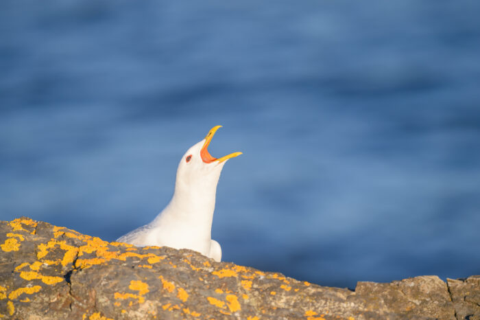 Fiskemåke (Larus canus)