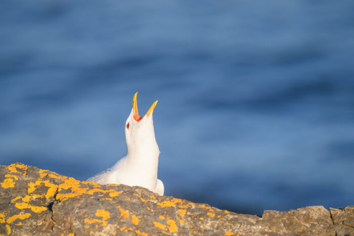 Fiskemåke (Larus canus)