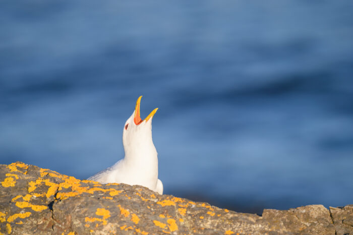 Fiskemåke (Larus canus)