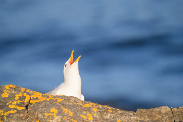 Fiskemåke (Larus canus)