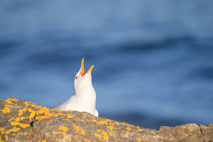 Fiskemåke (Larus canus)