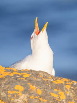 Fiskemåke (Larus canus)