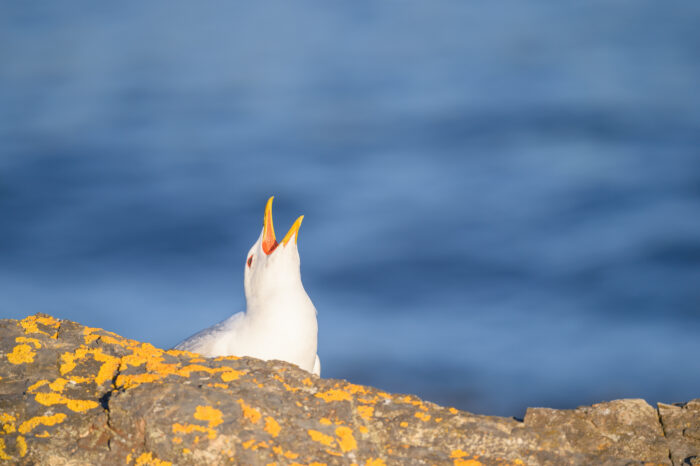 Fiskemåke (Larus canus)