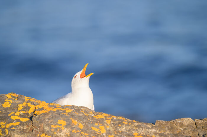 Fiskemåke (Larus canus)