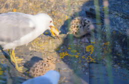 Fiskemåke (Larus canus)