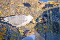 Fiskemåke - Mew gull (Larus canus)