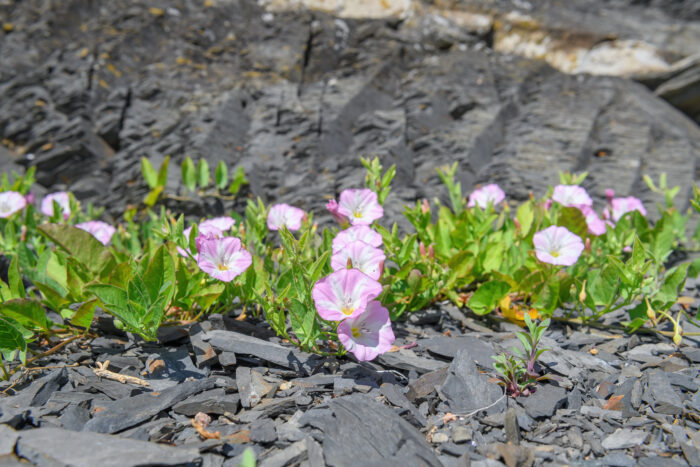 Åkervindel (Convolvulus arvensis)