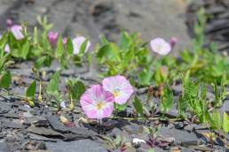 Åkervindel - Field bindweed (Convolvulus arvensis)