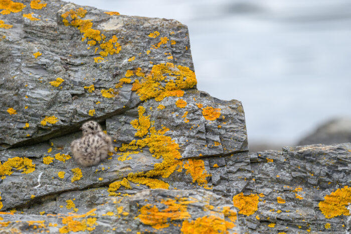 Fiskemåke (Larus canus)