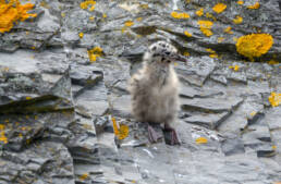 Fiskemåke (Larus canus)