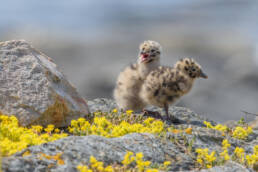 Fiskemåke (Larus canus)