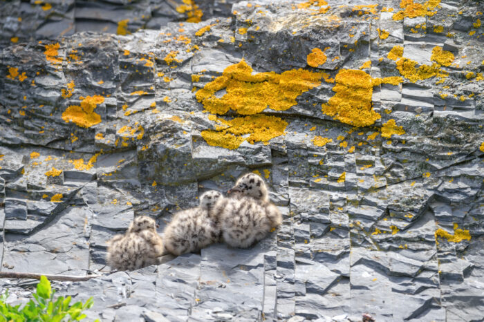 Fiskemåke (Larus canus)