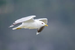 Fiskemåke (Larus canus)