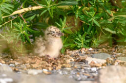 Fiskemåke (Larus canus)