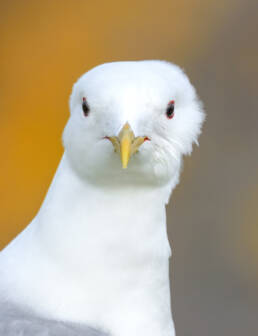 Fiskemåke (Larus canus)