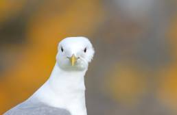 Fiskemåke - Mew gull (Larus canus)