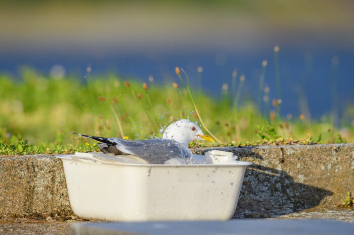 Fiskemåke (Larus canus)