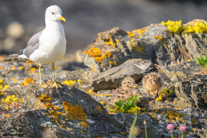 Fiskemåke - Mew gull (Larus canus)