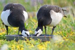 Hvitkinngås - Barnacle goose (Branta leucopsis)