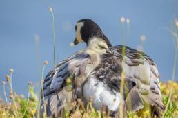 Hvitkinngås (Branta leucopsis)