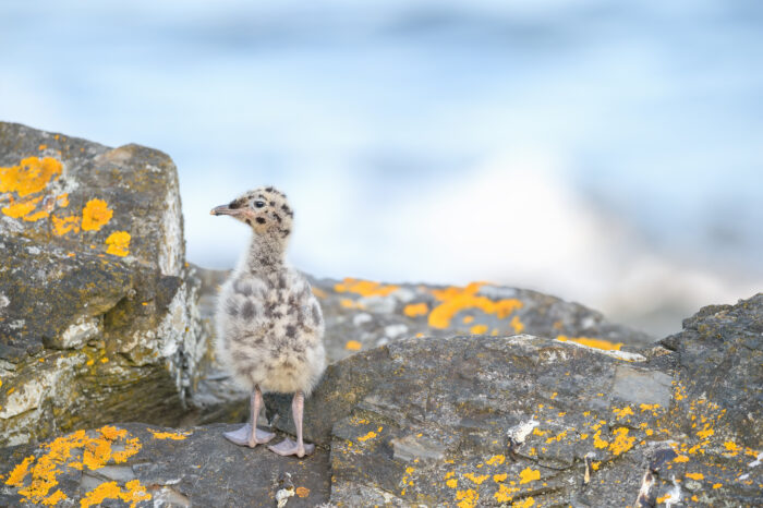 Fiskemåke (Larus canus)