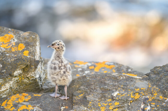 Fiskemåke (Larus canus)