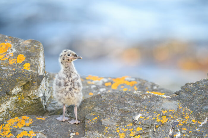 Fiskemåke (Larus canus)