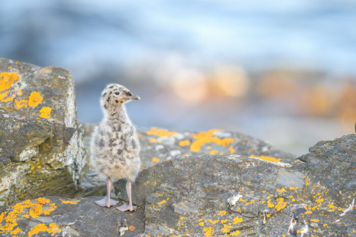 Fiskemåke (Larus canus)