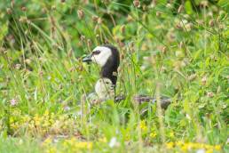 Hvitkinngås - Barnacle goose (Branta leucopsis)