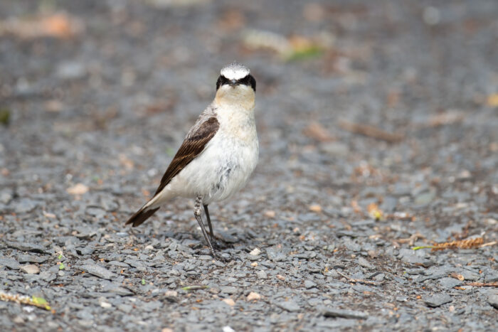 Steinskvett (Oenanthe oenanthe)