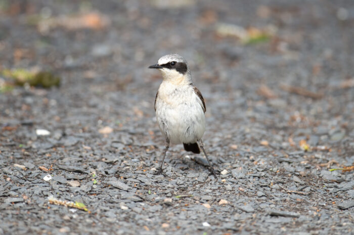 Steinskvett (Oenanthe oenanthe)